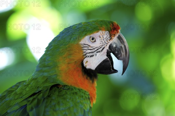 Macaw hybrid (macaw), adult, portrait, calling, Florida, USA, North America