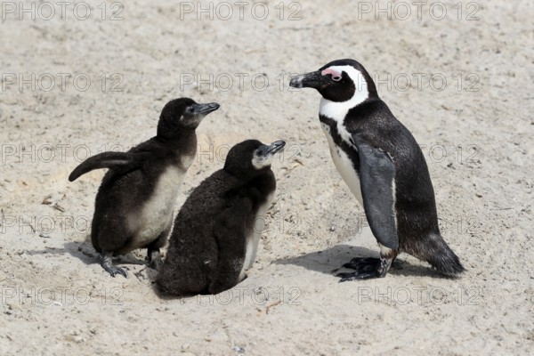 African penguin (Spheniscus demersus), adult with two chicks, begging for food, Boulders Beach, Simonstown, Western Cape, South Africa, Africa