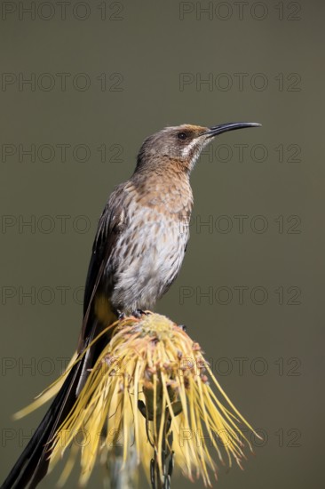 Cape Honeybird (Promerops cafer), adult, male, on flower, Protea, vigilant, Kirstenbosch Botanical Gardens, Cape Town, South Africa, Africa