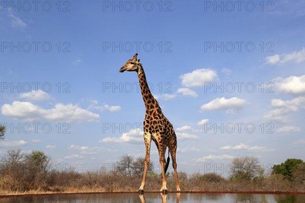 Southern giraffe (Giraffa camelopardalis giraffa), adult, at the water, Kruger National Park, Kruger National Park, Krugerpark, South Africa, Africa