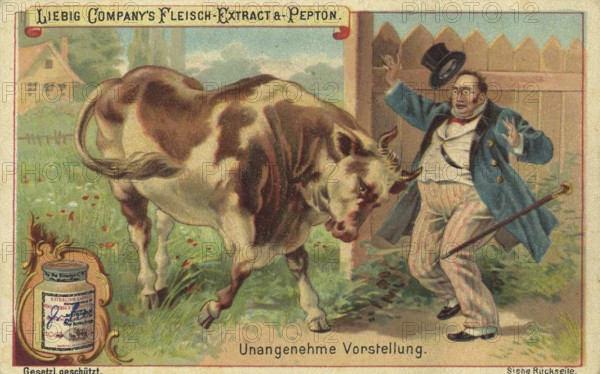 Series of pictures Scenes from everyday life, unpleasant scene, cow attacking a summer holidaymaker, Liebig picture, digitally restored reproduction of a collector's picture from around 1900, public domain, exact date unknown, A frightened man stands opposite a bull in a garden