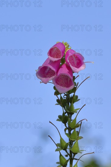 Common foxglove (Digitalis purpurea), flowers, from the plantain family, highly toxic, deadly poisonous plant, Wilnsdorf, North Rhine-Westphalia, Germany, Europe