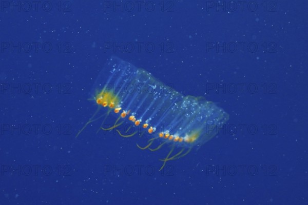 Salpe (Pegea confoederata) in the Mediterranean Sea near Hyères, dive site peninsula Giens, Côte d'Azur, France, Europe