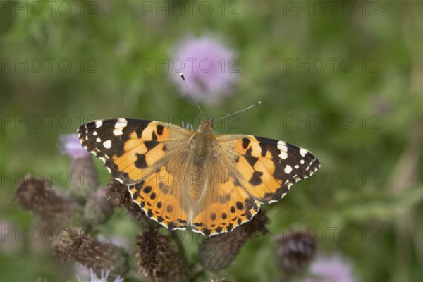 Painted lady (Vanessa cardui) butterfly feeding on a Creeping thistle flower in the summer, Suffolk, England, United Kingdom, Europe