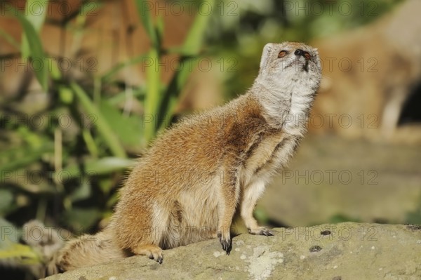 Yellow mongoose (Cynictis penicillata), captive, occurrence in Africa