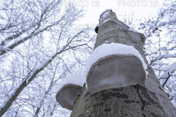 Dead copper beech (Fagus sylvatica) and fruiting bodies of tinder fungus (Fomes fomentarius) covered with snow in winter, Hainich National Park, Thuringia, Germany, Europe