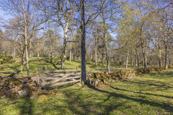 Wooden gate by a stone wall in a deciduous forest on a beautiful spring day