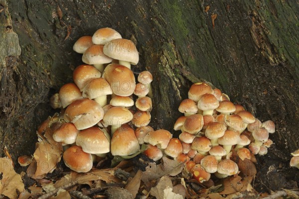 Brick Red Sulphur Head (Hypholoma lateritium, Hypholoma sublateritium), North Rhine-Westphalia, Germany, Europe