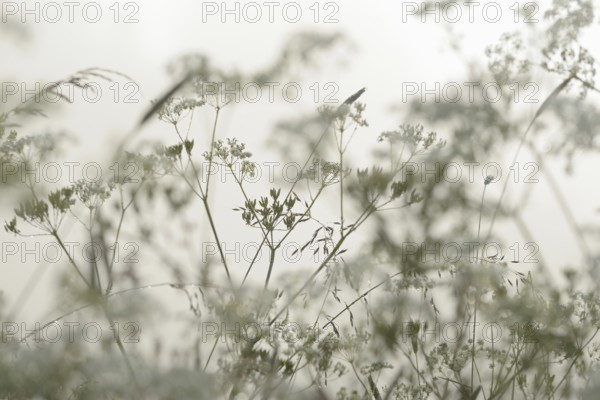 Umbellifer (Apiaceae) and true grasses (Poaceae) with morning dew in the fog, North Rhine-Westphalia, Germany, Europe