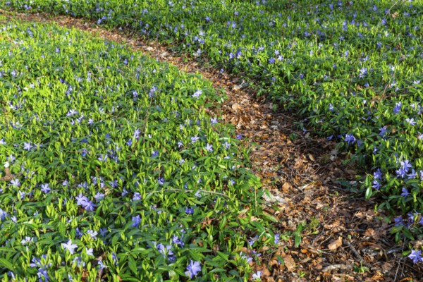 Lesser periwinkle (Vinca minor), Apocynaceae, forest edge, hiking trail, Rauer Stein, Irndorf, Upper Danube nature park Park, Baden-Württemberg, Germany, Europe