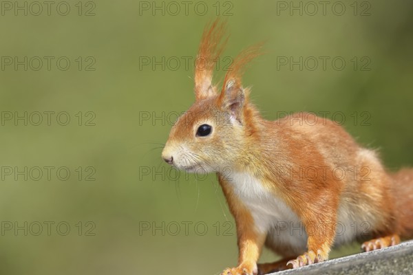 Eurasian red squirrel (Sciurus vulgaris) adult animal, animal portrait, head portrait, mammal, wildlife, Wilnsdorf, North Rhine-Westphalia, Germany, Europe