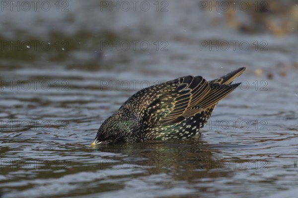 European starling (Sturnus vulgaris) adult bird drinking in a puddle of water, England, United Kingdom, Europe