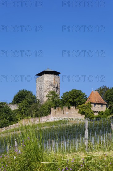 Hohenbeilstein Castle, hilltop castle, Beilstein, Heilbronn district, Baden-Württemberg, Germany, Europe