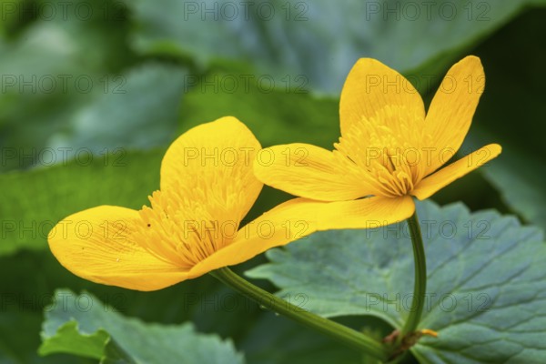 Marsh marigold (Caltha palustris), Ranunculaceae, spring, Lippachtal, Mühlheim, Upper Danube Nature Park, Baden-Württemberg, Germany, Europe