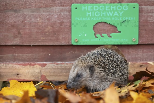 European hedgehog (Erinaceus europaeus) adult animal walking through a hole in a garden fence with a Hedgehog highway sign above in autumn, England, United Kingdom, Europe