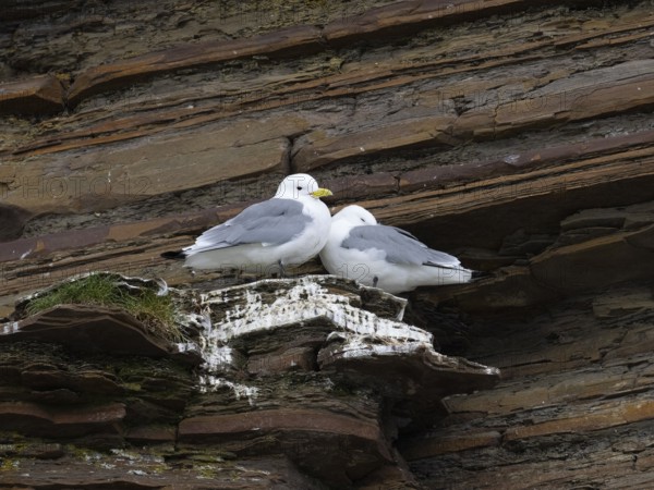 Black-legged kittiwake (Rissa tridactyla), breeding pair at breeding colony, on coastal cliffs of Arctic Ocean, May, Varanger Fjord, Norway, Europe