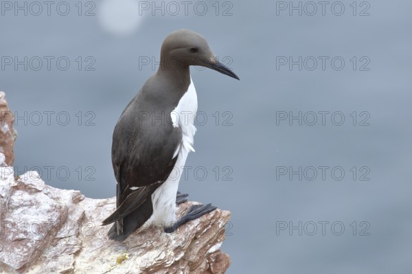 Common guillemot (Uria aalge), adult, on sandstone cliffs on the steep coast, Heligoland, North Sea, Germany, Europe