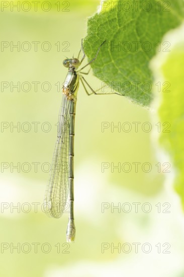 The Common Winter Damselfly (Sympecma fusca), dragonfly