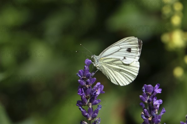 Cabbage butterfly (Pieris brassicae) female on a flower of true lavender (Lavandula angustifolia), Wilnsdorf, North Rhine-Westphalia, Germany, Europe