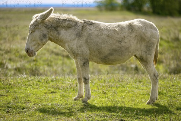 A single white donkey, baroque donkey, standing upright on a green meadow in daylight, Lake Neusiedl National Park, Burgenland, Austria, Europe