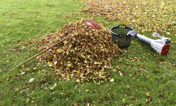 Remove withered leaves, autumn leaves in the garden, Schleswig-Holstein, Germany, Europe