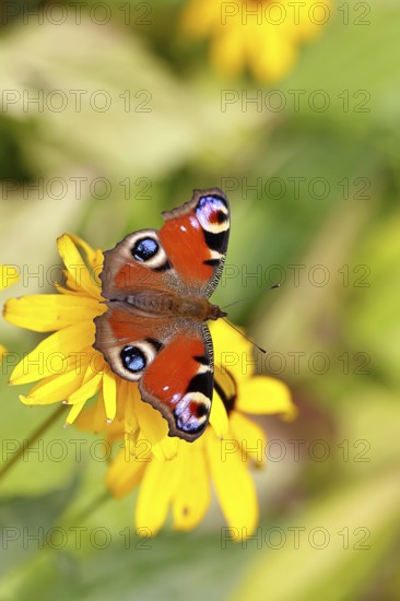 A peacock butterfly (Inachis io) on a yellow coneflower (Echinacea paradoxa), close-up, macro shot, in a natural environment in the wild, wildlife, insects, butterflies, butterflies, Wilnsdorf, North Rhine-Westphalia, Germany, Europe