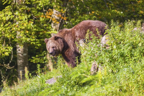 An adult female brown bear (Ursus arctos arctos) stands on top of a small hill. Trees in fall foliage stand in the background