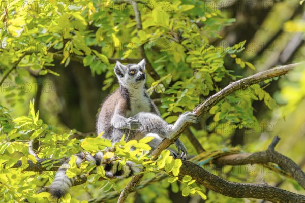 A ring-tailed lemur (Lemur catta) sits high up in a tree on a branch between fresh green leaves