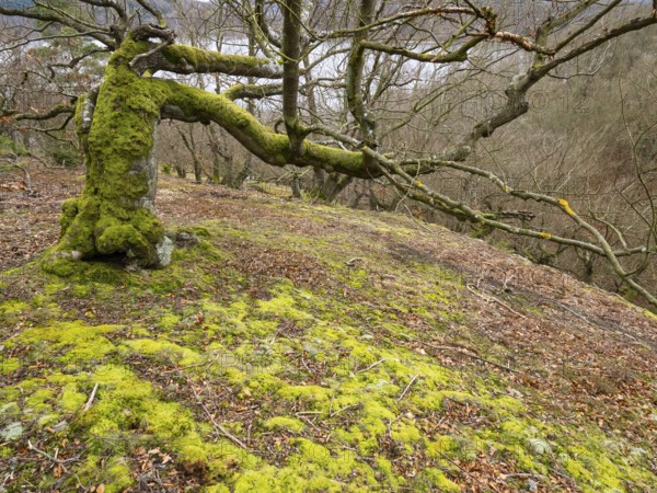 Beech Tree (Fagus sylvatica), an old gnarled tree, covered in moss, in Kellerwald national park, in winter, North Hesse, Germany, Europe