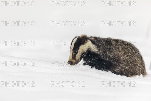 One young European badger (Meles meles) walking through deep snow during snow fall