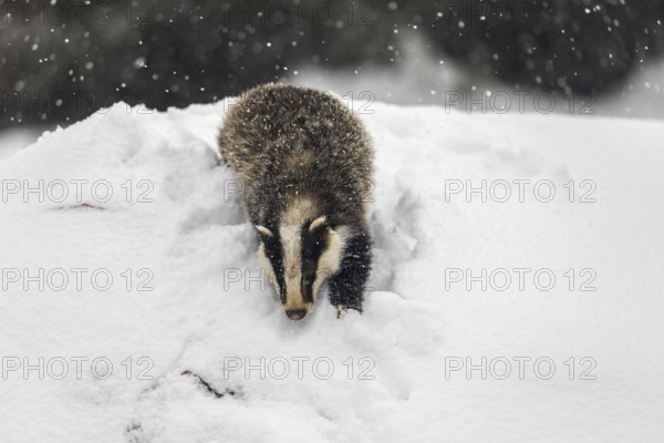 One young European badger (Meles meles) walking through deep snow during snow fall