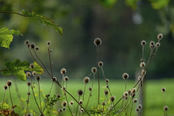 Dried burdock thistle (Carduus personata), Münsterland, North Rhine-Westphalia, Germany, Europe