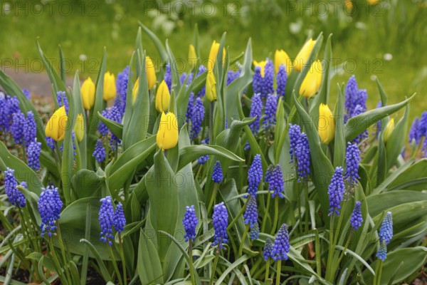 Gönningen tulip blossom, historic cemetery Gönningen, tulips (Tulipa), flowers, yellow blossoms, Grape Hyacinth (Muscari botryoides), spring bloomer, bulbous flower genus, old tradition, custom, tulip show, Tulip Sunday at the foot of the Swabian Alb, Gönningen, district of Reutlingen, Baden-Württemberg, Germany, Europe