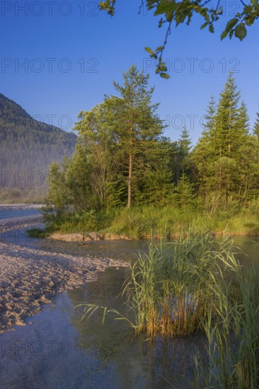 Isar valley nature conservancy area. The wild Isar river flows through its gravel bed past driftwood and entrained trees and bushes . Early morning