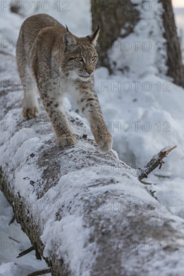 One young male Eurasian lynx, (Lynx lynx), balancing over a snow covered fallen tree in a forest in early morning light