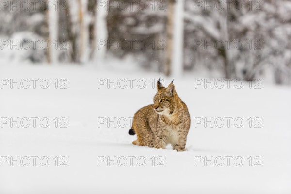 One young male Eurasian lynx, (Lynx lynx), walking over a deep snow covered meadow with a forest in the background