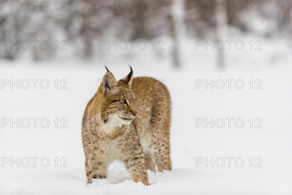 One young male Eurasian lynx, (Lynx lynx), walking over a deep snow covered meadow with a forest in the background