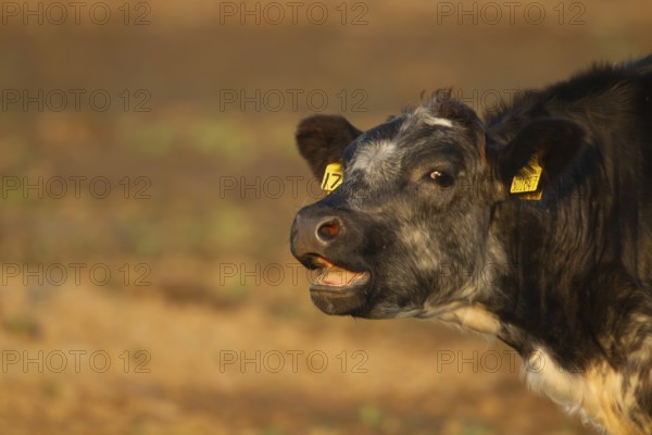 Domestic cattle or cow (Bos taurus) juvenile baby calf farm animal calling or mooing in a field, England, United Kingdom, Europe