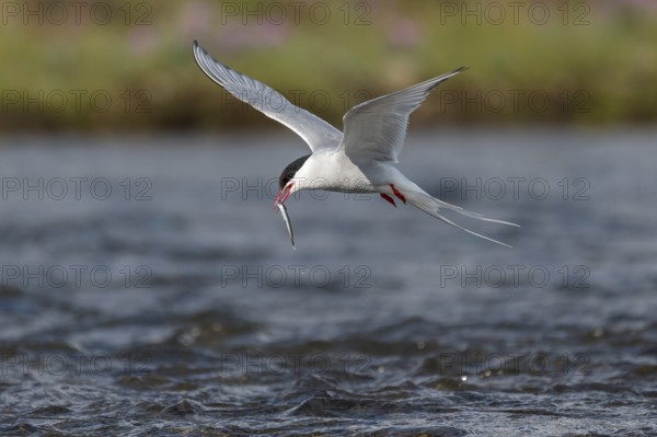 Arctic tern (Sterna paradisaea) with sandeel in its beak, in flight while fishing over a river, Iceland, Europe