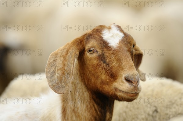 Close-up of a brown and white goat with a slight smile, Boer goat (Capra aegagrus hircus), Franconia