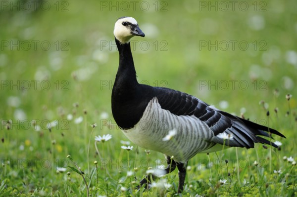 A goose stands on a flowering meadow in natural surroundings, Barnacle Goose (Branta leucopsis), Franconia