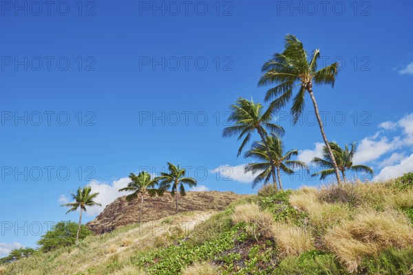 Palm trees at Kahe Point Beach Park, Hawaiian Island Oahu, O?ahu, Hawaii, Aloha State, United States, North America