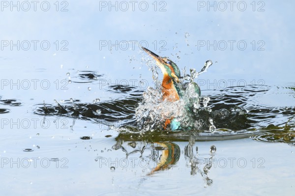 Common kingfisher (Alcedo atthis) flying out of the water after hunting fish, wildife, Catalonia, Spain, Europe