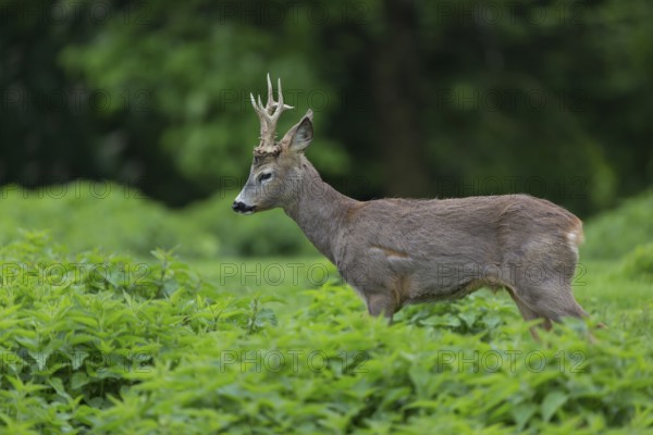 One male Roe Deer, Roe buck (Capreolus capreolus), standing in a thicket of stinging nettle. Some green vegetation in the distant background