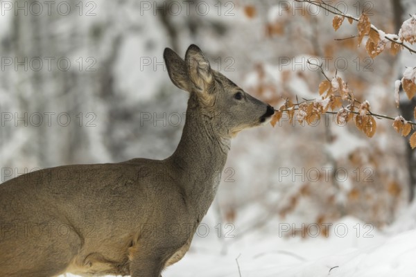 Portrait of a young male Roe Deer, Roe buck (Capreolus capreolus), standing in a forest in deep snow. Trees in the background