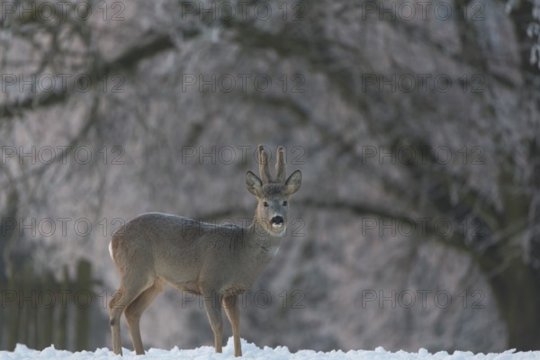 One male Roe Deer, (Capreolus capreolus), walking over a snowy meadow. Snow covered trees in the background