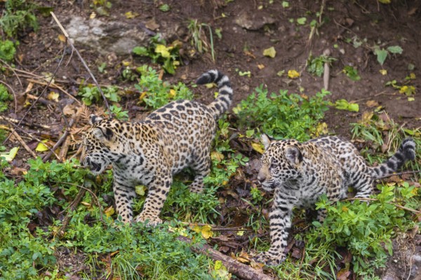 Two female jaguar cubs (Panthera onca), 4 months old, playing with a branch