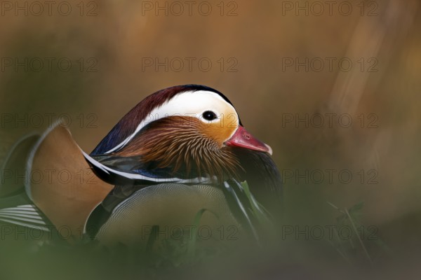 Mandarin duck (Aix galericulata), drake, mating season, on land, resting, portrait, Heiligenhaus, North Rhine-Westphalia, Germany, Europe