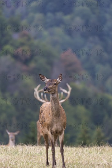 Female red deer standing on a meadow with a males antlers behind her. Looks as she is wearing the antlers on her back (trampstamp gets a new meaning here)