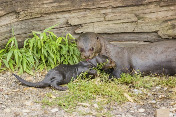 A two-year-old giant otter or giant river otter (Pteronura brasiliensis) cares for a 2-month-old sibling